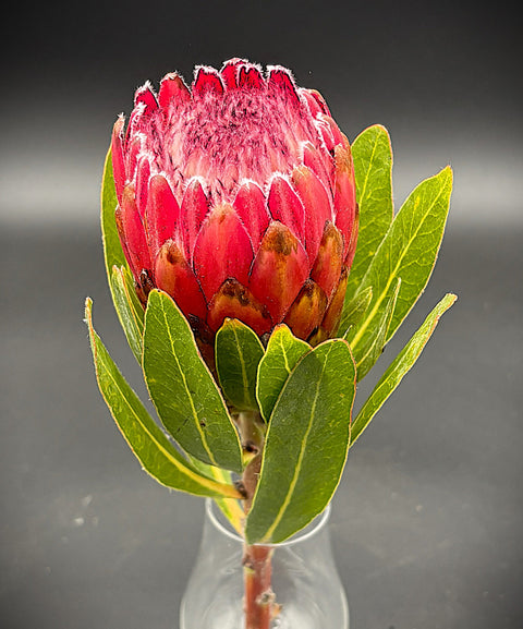 Protea Fun Box - 1 Stem, 4 Avocados, 1 Avocado Squeeze Toy