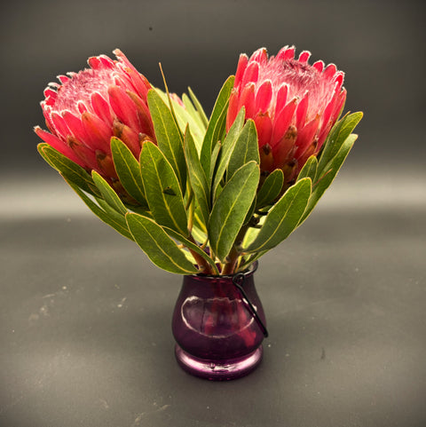 PROTEA AVOCADO VALENCIA, 1 Stems and 3 Avocados, 3 Valencia Oranges