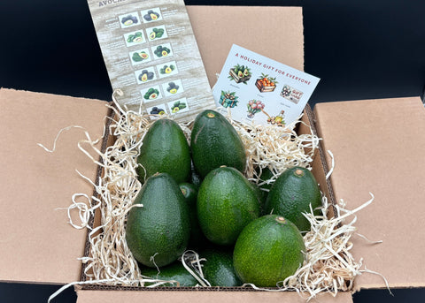 Box of avocados with a leaflet inside on a black background