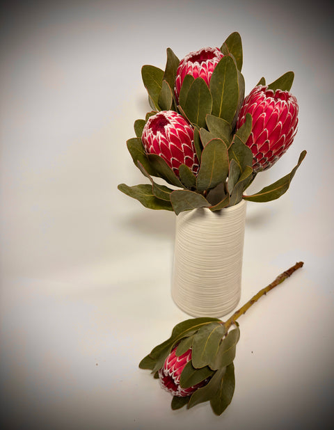 Long Stem Empress Protea (4 Flowers)
