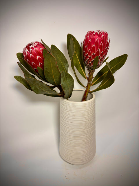 Long Stem Empress Protea (2 Flowers)