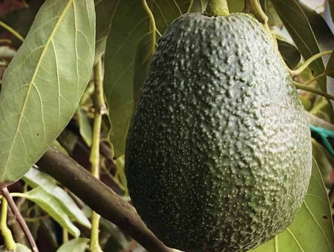 6 Lamb Hass Avocados
