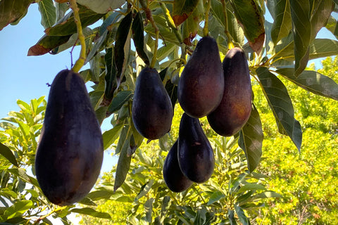 Mexicola and Hass - Two Varieties of Avocados (limited supply)