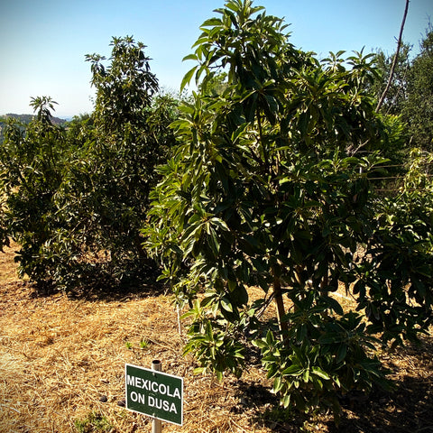 Mexicola and Reed - Two Varieties of Avocados