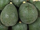 5 Nabal Avocados - A Rare Variety not found in stores