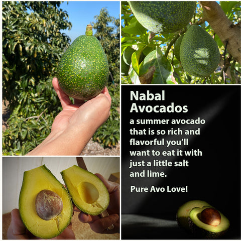 5 Nabal Avocados - A Rare Variety not found in stores