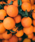 Fresh oranges with green leaves, vibrant citrus fruit for gift boxes