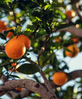 Ripe oranges hanging on a tree with lush green leaves, perfect for citrus gift boxes.