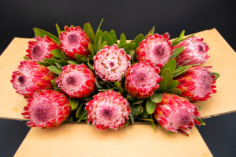 Protea Flowers, 12 Stems