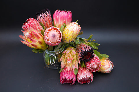 Protea Flowers, 12 Assorted Protea Stems