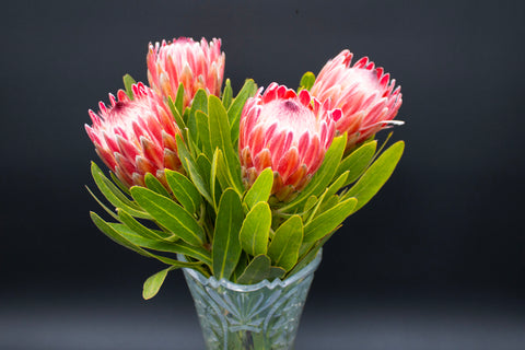 Protea Flowers, 4 Stems and 6 Avocados