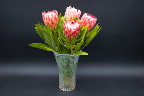 Protea Flowers, 4 Stems