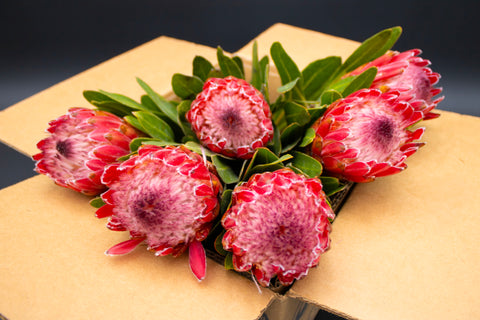 Protea Flowers, 6 Stems