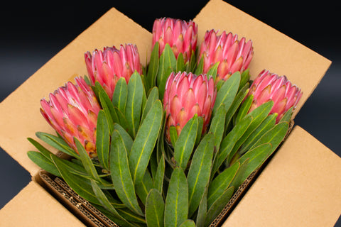 Protea Flowers, 6 Stems