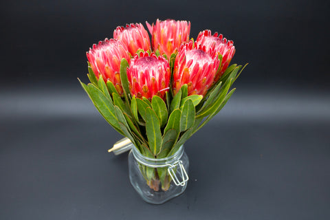 Buy Protea Flowers, 6 Stems