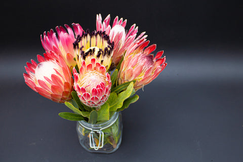 Protea Flowers, 6 Assorted Protea Stems