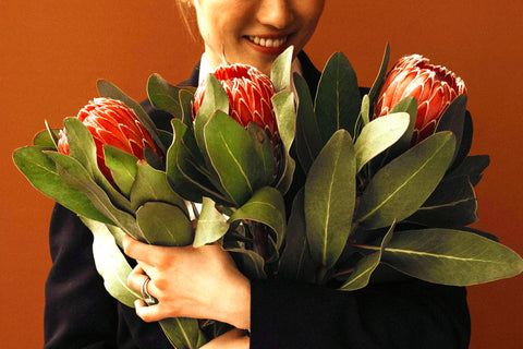 Protea Flowers, 12 Stems