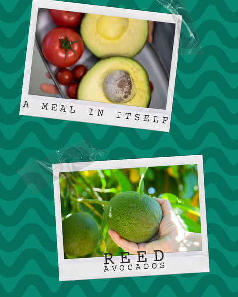 5 Reed Avocados - A large avocado with bold flavor