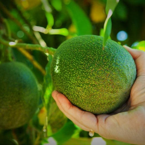 Mexicola and Reed - Two Varieties of Avocados