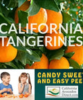Fresh California tangerines on tree, candy sweet and easy peel, kids enjoying citrus fruit