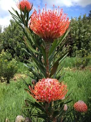 FLASH SALE! Assorted Protea Flower Stems