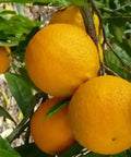 Ripe oranges hanging on tree branches, fresh citrus fruit from family farm