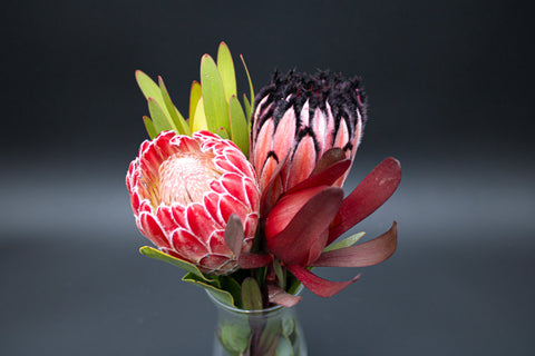 Empress Protea Flowers