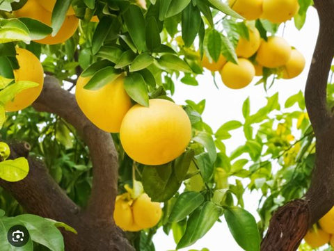 Large Box of California White Grapefruit (9 - 11 in a box)