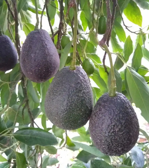 Ripe California avocados hanging on tree with lush green leaves, fresh from family farm