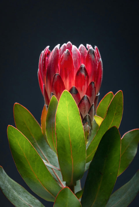 Protea Flowers, 4 Stems and 6 Avocados