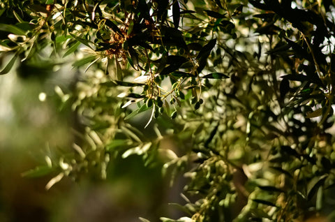 🇪🇸 Gold Harvest Spanish Extra Virgin Olive Oil | Ultra High Polyphenols | Best of Spain