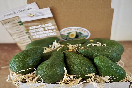 24 Large Pinkerton Avocados - A spring time deuce