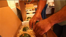 Load image into Gallery viewer, 2-2-2   GEM  PINKERTON  FUERTE   Spring Sampler - 3 Varieties of California Avocados
