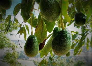 Reed and Hass - Two Varieties of Avocados