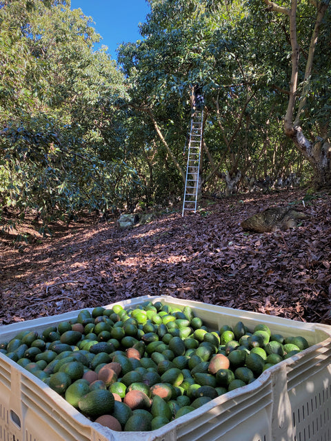 2-2-2   BACON  PINKERTON  FUERTE   Spring Sampler - 3 Varieties of California Avocados