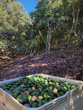 Load image into Gallery viewer, 2-2-2   GEM  PINKERTON  FUERTE   Spring Sampler - 3 Varieties of California Avocados
