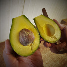 Load image into Gallery viewer, 6 Nabal Avocados - A Rare Variety not found in stores
