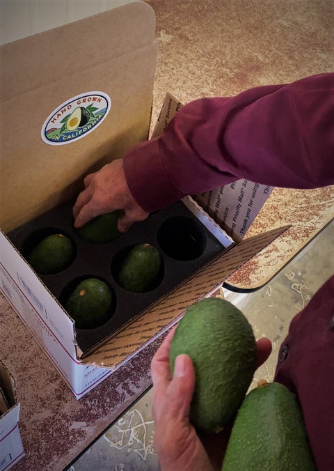 8 Jumbo Gem Avocados - Farmers Dozen