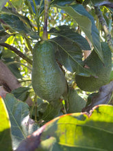 Load image into Gallery viewer, 6 Pinkerton Avocados - A Spring Favorite
