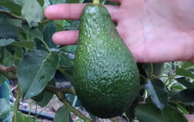 Load image into Gallery viewer, 24 Large Pinkerton Avocados - A spring time deuce
