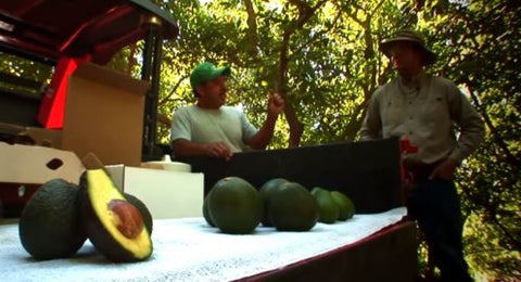 Avo/Tangerine Combo - California Sun Box