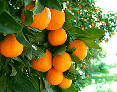 Large Box of California Tangerines